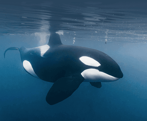 Orca Awareness