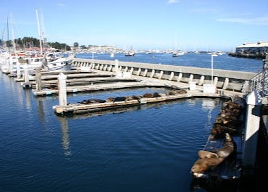 Marina Image